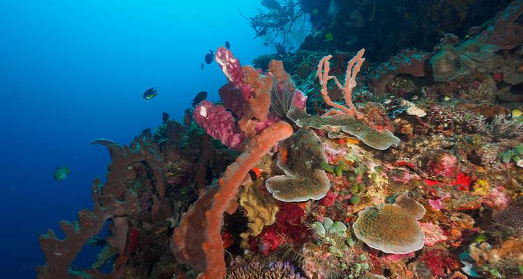 Expédition au Timor- Oriental - Intrepid Travel 4