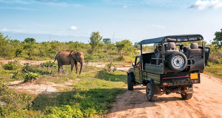 Jeep rijdt in de buurt van een olifant in een natuurlijke omgeving.