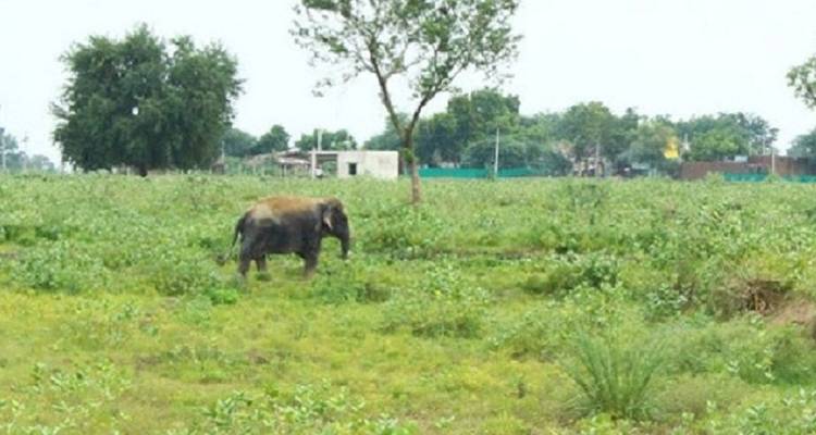 Circuit à la découverte du Taj Mahal avec le Wildelife SOS Rescue des éléphants à partir de Delhi - Sami World Travels 3