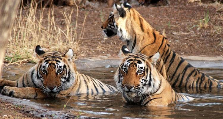 Circuit au Triangle d'Or avec safari dans la jungle de Ranthambore ! - 5 jours -  Taj Voyages Tours  2