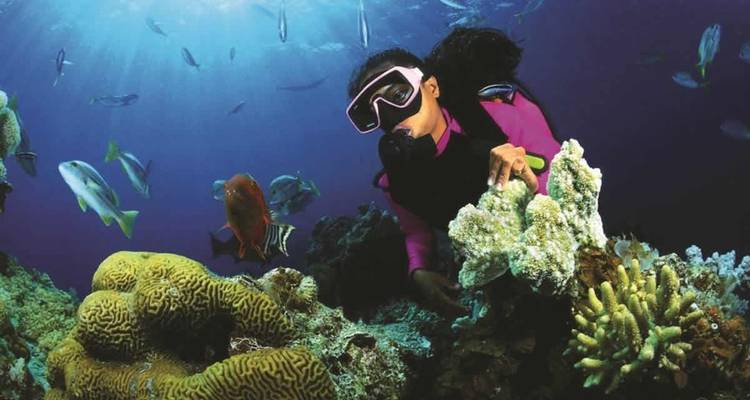 Person scuba diving with coral reefs and various fish.
