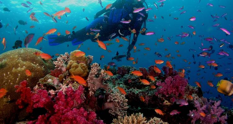 Scuba diver surrounded by colorful coral and fish.