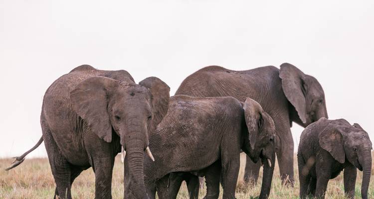 Aventure dans le parc d'éléphants d'Addo et le parc national de Tsitsikamma 5 jours/ 4 nuits - Across Africa Tours & Travel 1