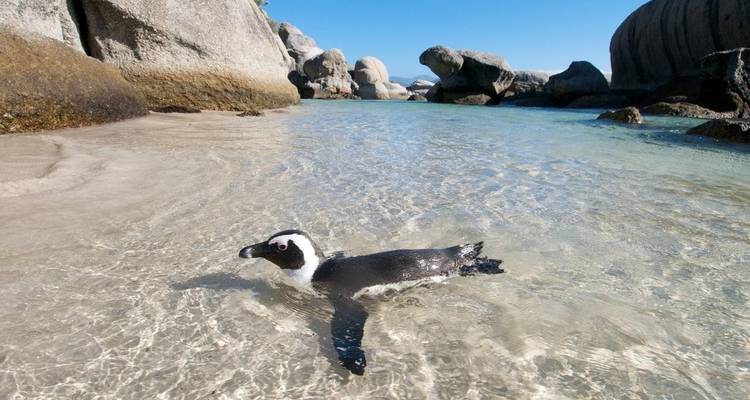 Visite de la ville du Cap et safaris dans la brousse 5 jours/4 nuits. - Across Africa Tours & Travel 3