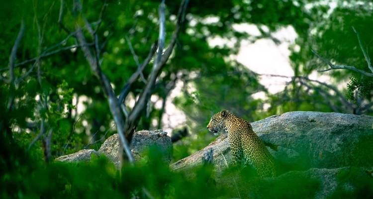 Visite de la ville du Cap et safaris dans la brousse 5 jours/4 nuits. - Across Africa Tours & Travel 4