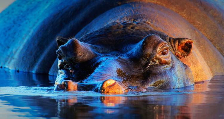 Primer plano de un hipopótamo parcialmente sumergido en el agua.