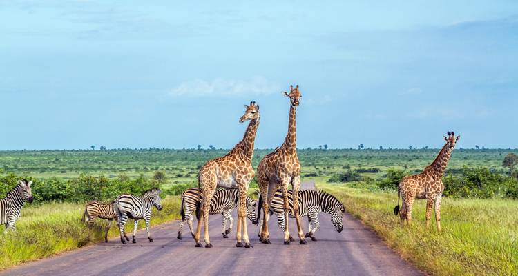 Girafes et zèbres traversant une route dans un paysage de savane.