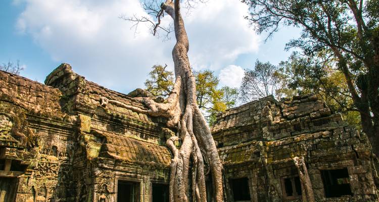 Alte Tempelmauern, umschlungen von riesigen Baumwurzeln unter einem strahlend blauen Himmel im Dschungel von Angkor.