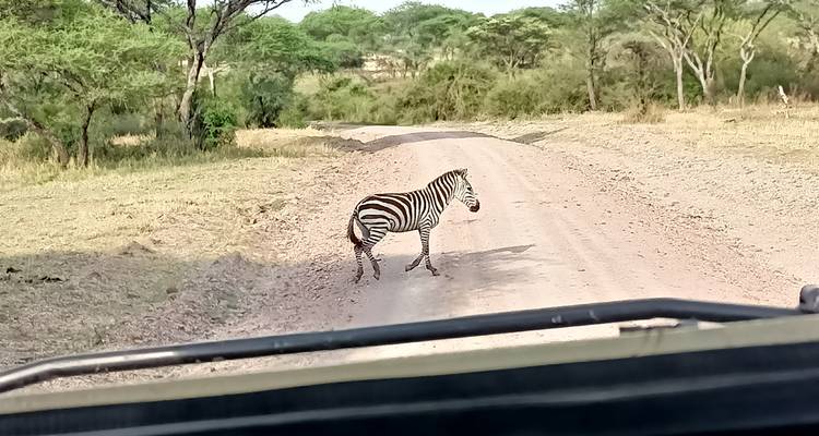 Grand safari en Afrique de l'Est (gorilles et migration) - Holiday Destination Safaris 1