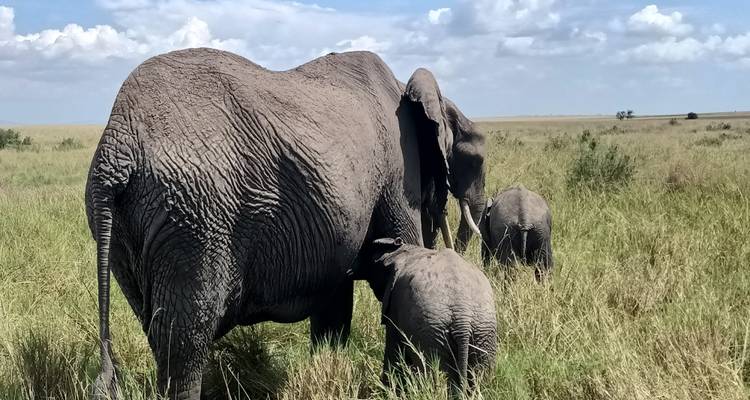 Grand safari en Afrique de l'Est (gorilles et migration) - Holiday Destination Safaris 6