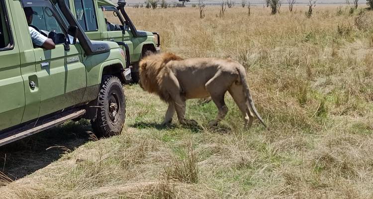 Grand safari en Afrique de l'Est (gorilles et migration) - Holiday Destination Safaris 8