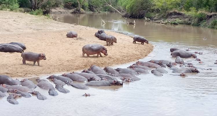 Grand safari en Afrique de l'Est (gorilles et migration) - Holiday Destination Safaris 9