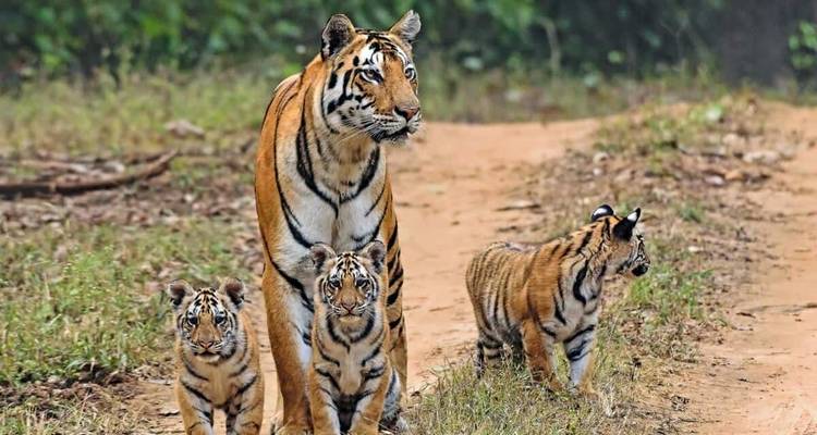¡¡¡circuito por el triángulo de oro con safari de tigres en Ranthambore y Varanasi!!! -  Taj Voyages Tours  1