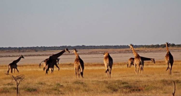 6 Days Etosha, Swakopmund & Sossusvlei (Lodging) - Safari World Tours 7