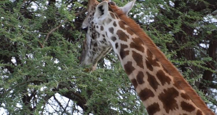 4 Days, 3 Nights Masai Mara and Lake Nakuru Group Joining Safari Using a 4X4 Landcruiser Jeep - Perfect Wilderness Tours And Safaris 2