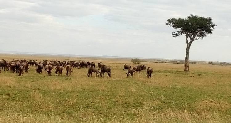 4 Days, 3 Nights Masai Mara and Lake Nakuru Group Joining Safari Using a 4X4 Landcruiser Jeep - Perfect Wilderness Tours And Safaris 3