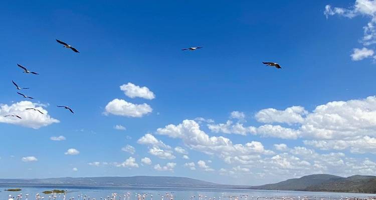 4 Days, 3 Nights Masai Mara and Lake Nakuru Group Joining Safari Using a 4X4 Landcruiser Jeep - Perfect Wilderness Tours And Safaris 6