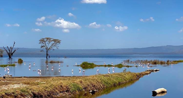 4 Days, 3 Nights Masai Mara and Lake Nakuru Group Joining Safari Using a 4X4 Landcruiser Jeep - Perfect Wilderness Tours And Safaris 7
