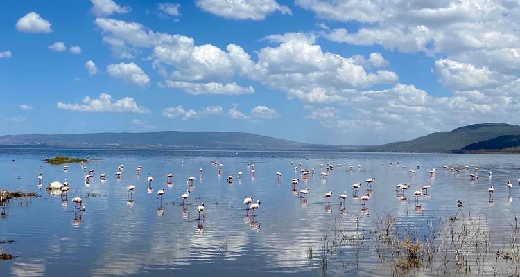 4 Days, 3 Nights Masai Mara and Lake Nakuru Group Joining Safari Using a 4X4 Landcruiser Jeep - Perfect Wilderness Tours And Safaris 8