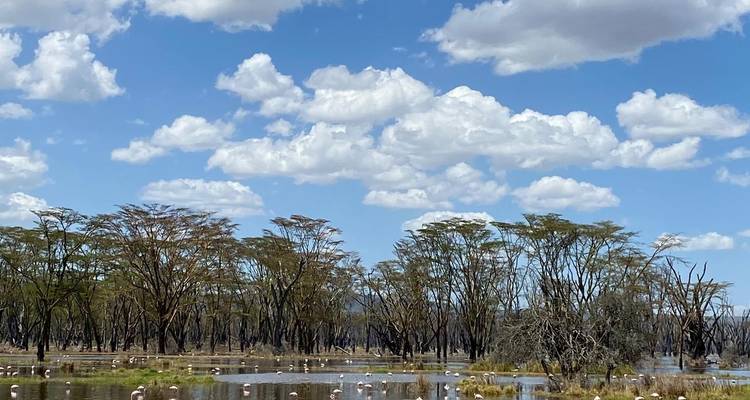 4 Days, 3 Nights Masai Mara and Lake Nakuru Group Joining Safari Using a 4X4 Landcruiser Jeep - Perfect Wilderness Tours And Safaris 9