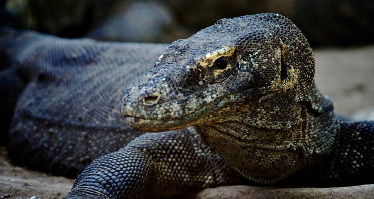 3 jours de kayak à Komodo - Wicked Adventures 1