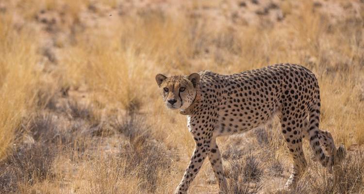 Les saveurs de la Namibie - 7 jours - Départ les lundis et mercredis **Approche durable du voyage - World Adventure Tours 10