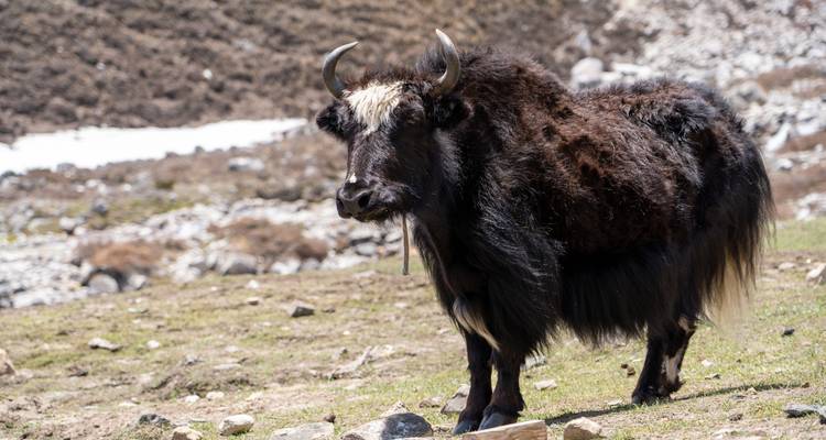 Un yak debout dans un pré alpin herbeux.