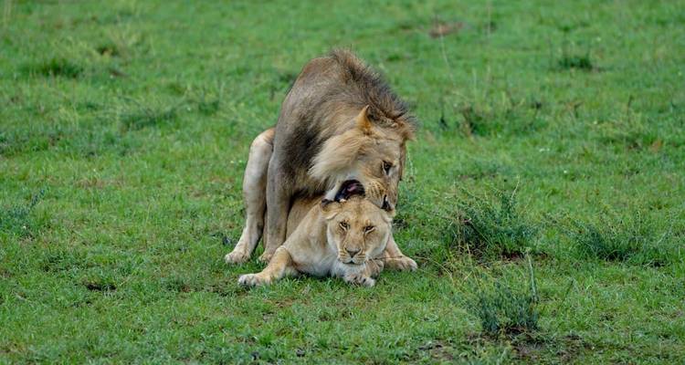 3 jours et 2 nuits de safari en petit groupe - Option Lodge - Perfect Safari Africa tours and safaris 3