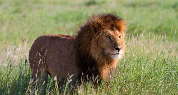3 jours et 2 nuits de safari en petit groupe - Option Lodge - Perfect Safari Africa tours and safaris 6