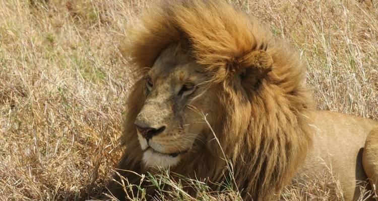 3 jours et 2 nuits de safari en petit groupe - Option Lodge - Perfect Safari Africa tours and safaris 7