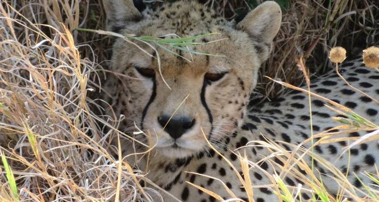 3 jours et 2 nuits de safari en petit groupe - Option Lodge - Perfect Safari Africa tours and safaris 8