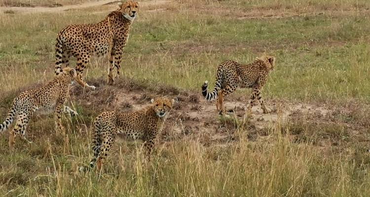 3 jours et 2 nuits de safari en petit groupe - Option Lodge - Perfect Safari Africa tours and safaris 10