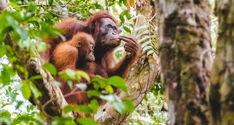 Amazing Tour Borneo, Java and Bali: Private Tour - Ayla Tour and Transport 4