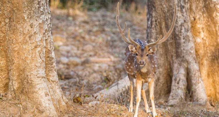 Jim Corbett Tiger Safari Tour with Accommodations!! -  Taj Voyages Tours  2