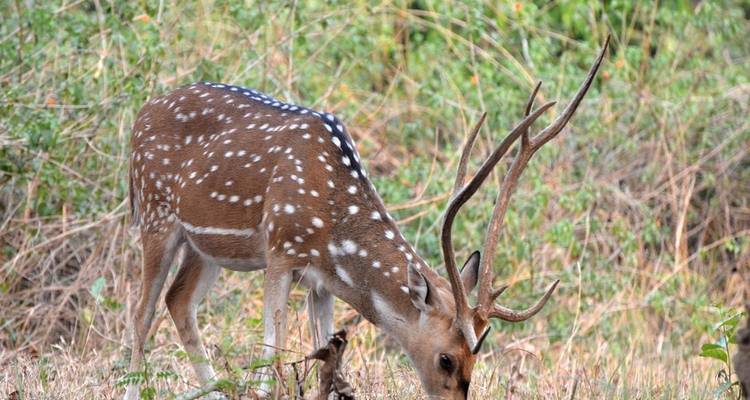 Jim Corbett Tiger Safari Tour with Accommodations!! -  Taj Voyages Tours  4
