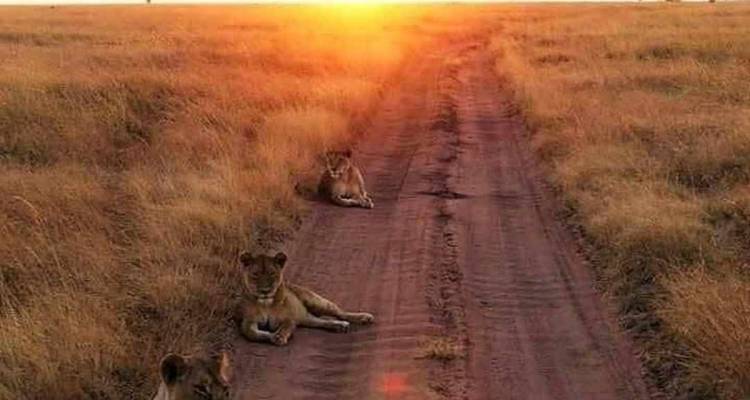 Safari en grupo pequeño de 3 días y 2 noches - Opción alojamiento - Perfect Wilderness Tours And Safaris 4