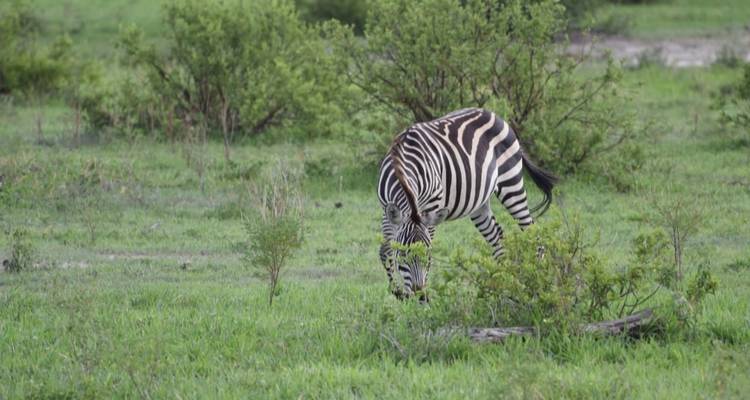 Safari en grupo pequeño de 3 días y 2 noches - Opción alojamiento - Perfect Wilderness Tours And Safaris 3