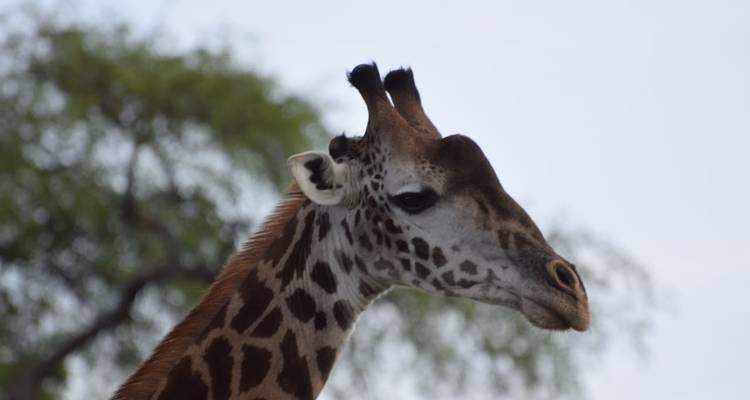 Safari en grupo pequeño de 3 días y 2 noches - Opción alojamiento - Perfect Wilderness Tours And Safaris 7