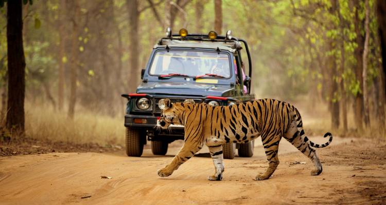 Ein Tiger, der eine unbefestigte Straße überquert, mit einem Safari-Fahrzeug im Hintergrund.