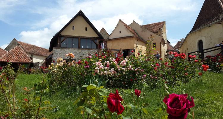 Circuito de un día al Santuario del Oso Pardo, el castillo de Bran y la Fortaleza de Rasnov desde Brasov - Transylvania Discovery Tours 8