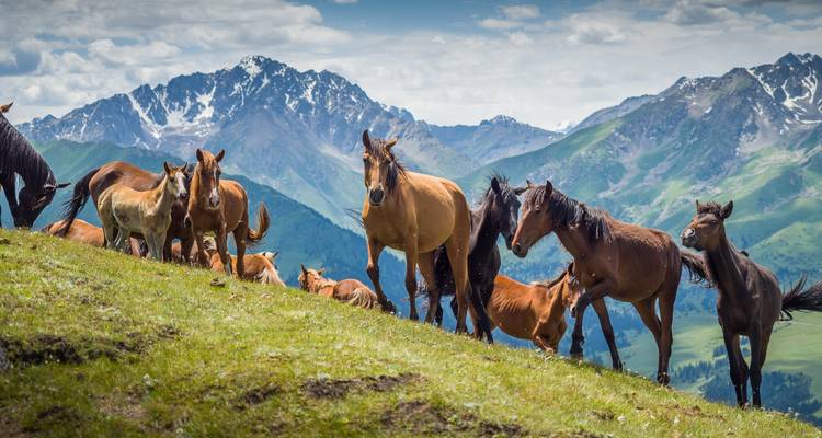 Chevaux sauvages broutant dans un paysage de montagne.