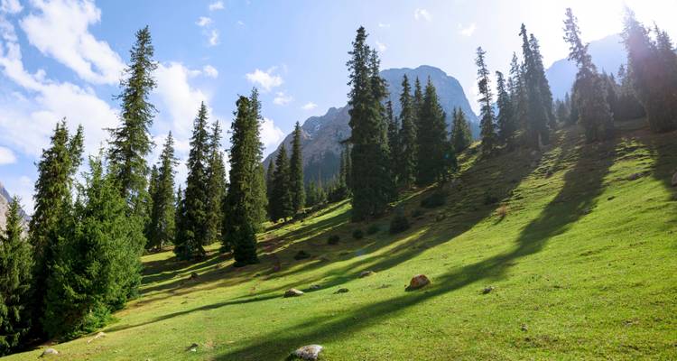 Clairière forestière avec de grands pins et des montagnes pittoresques.