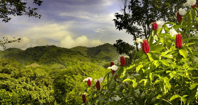 Costa Rica : Un monde de nature avec le parc national de Tortuguero, le volcan Arenal et le parc national de Manuel Antonio - 2024 - Collette 4