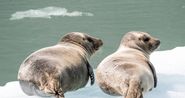 Twee zeehonden die rusten op een ijsschots in koude wateren.