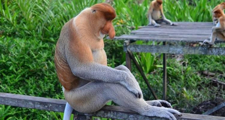 Circuit approfondi en Malaisie et à Borneo - Tweet World Travel 2