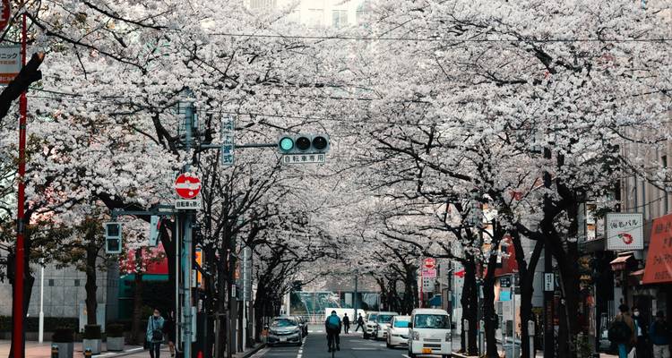 Japanime : Circuit de 7 jours à la découverte de l'univers de l'anime à Tokyo - The Dragon Trip 3