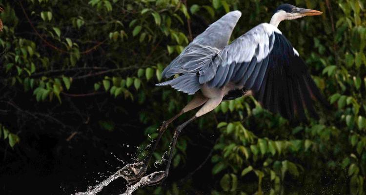 South to Jungle :. Cusco – Tambopata Amazon Jungle 8 days - PVTravels 8