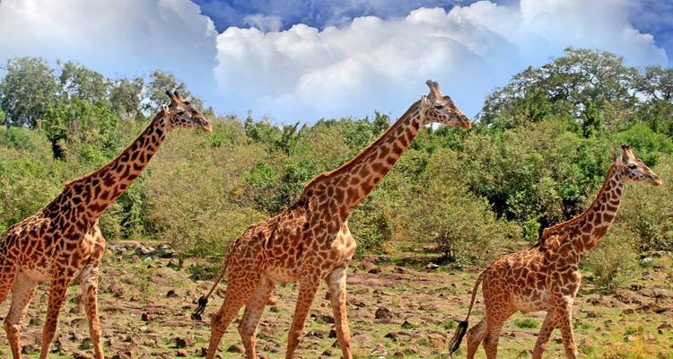 Drei Giraffen gehen in einer Savanne mit einem klaren Himmel darüber.