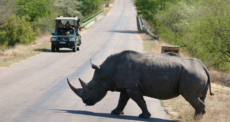 Kruger Safari Experience - 4 days - On The Go Tours 6