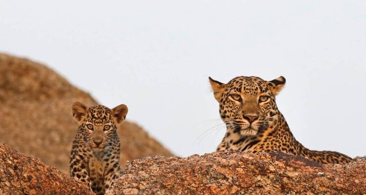 Exclusive Royal Rajasthan & Taj Mahal with Leopard Safari - Swastik India Journeys 4